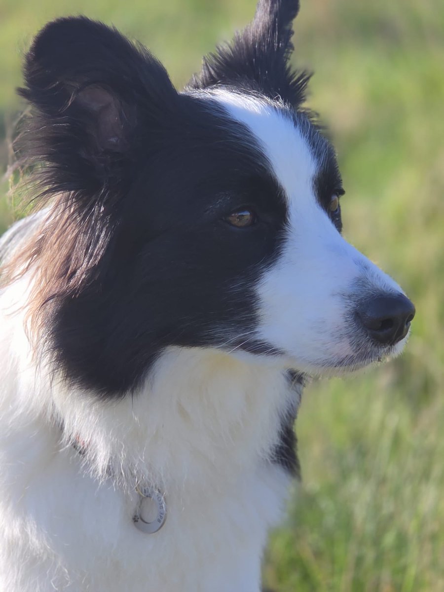 The very beautiful Luna is coming to visit! She arrives tomorrow morning. She’s my absolute bestie &amp; I can’t  wait to see her 😁 especially now she’s well &amp; we can play again. 
Oh the grandparents are coming too!