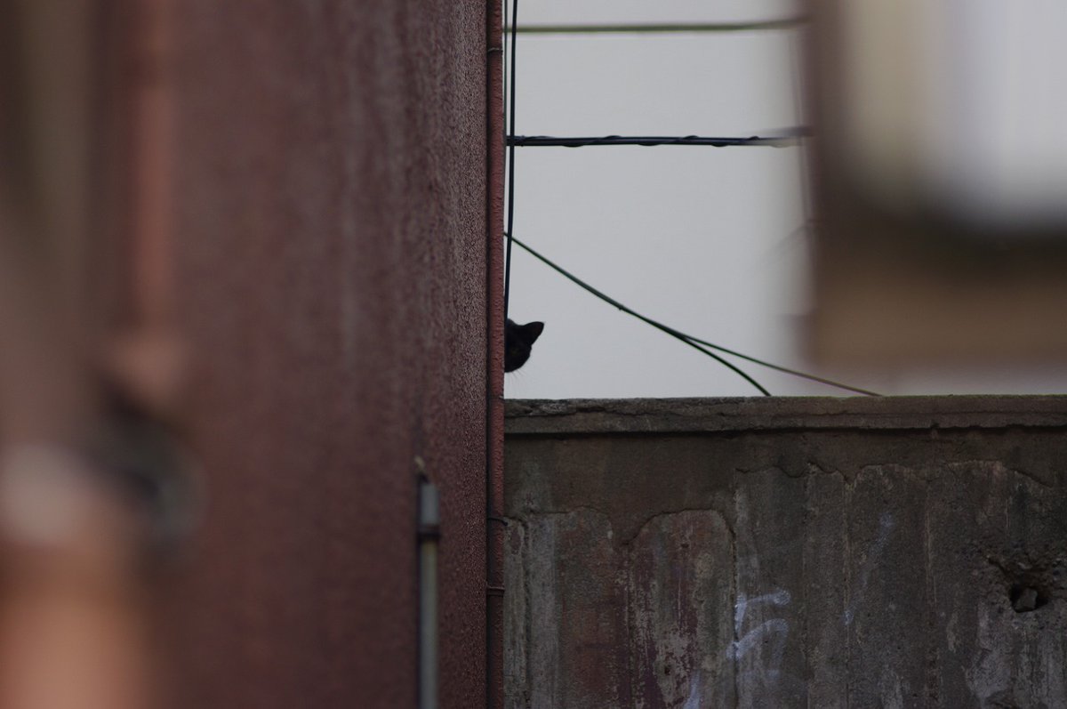 おはよう水曜日