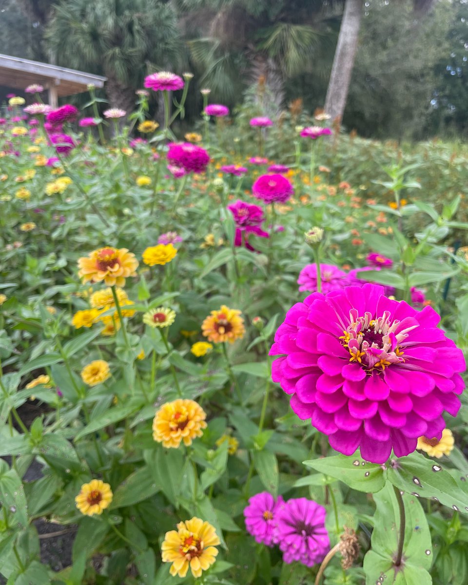 A little sunshine, a little sparkle, and a whole lot of blooms 🌸✨
Painted Sky Farms’ adult-only u-pick is the perfect way to unwind and take home a bundle of beauty. 🌼 #VisitIndianRiver #PaintedSkyFarms #upickflowers

⏱️: Fridays from 8 a.m - 12 p.m

📸: <a href="/paintedsky/">Sandra Moss</a>.farms