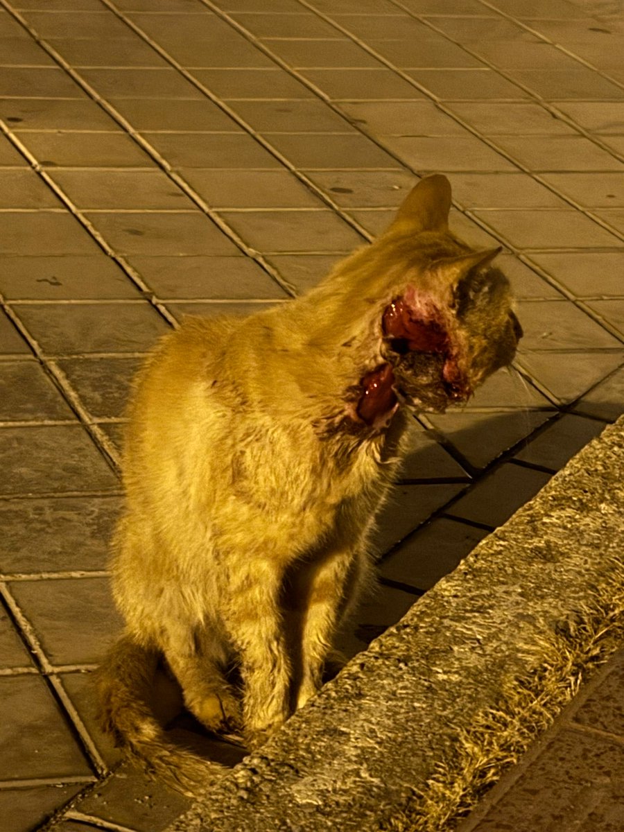 cat_granada's tweet image. Warning Distressing video , but with a good ending . This #gingercat was found with a horrific wound , we were able to treat him , but it’s wiped our funds @SiameseRescueUK @Hedgewatchers #cat #ADOPT #CatsOfX #CatsOfTwitter #cats #AdoptDontShop #donate