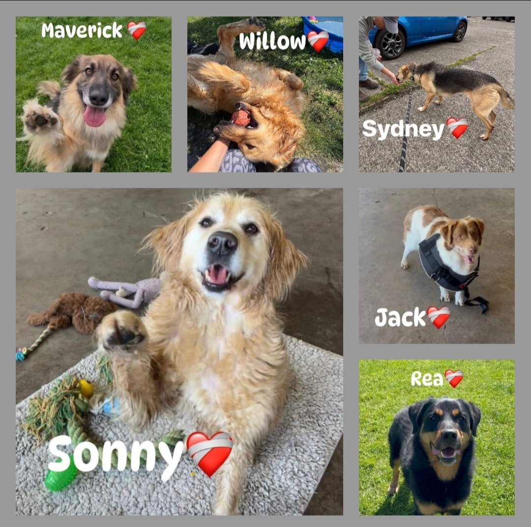 SCD_Rescue's tweet image. ❤️‍🩹KENNELS/REHAB APPEAL❤️‍🩹

In 3 days our rehab and kennels bills are due and we&apos;re behind with appealing due to the emergency appeals we have had plus so much other stuff that is currently going on behind the scenes.

These bills hang over us every month but are so important for…