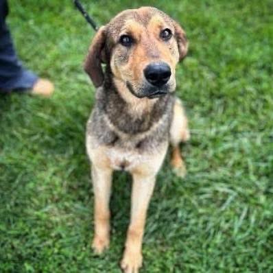 Meet Mutt Damon, the perfect mix of playful, snuggly, and full of charm. He loves fetch, naps, and cuddles, and sleeps soundly through the night.

If you’re looking for a loyal companion who’ll keep you smiling, Mutt Damon is your guy. Apply to adopt @ shorturl.at/iGfwk!