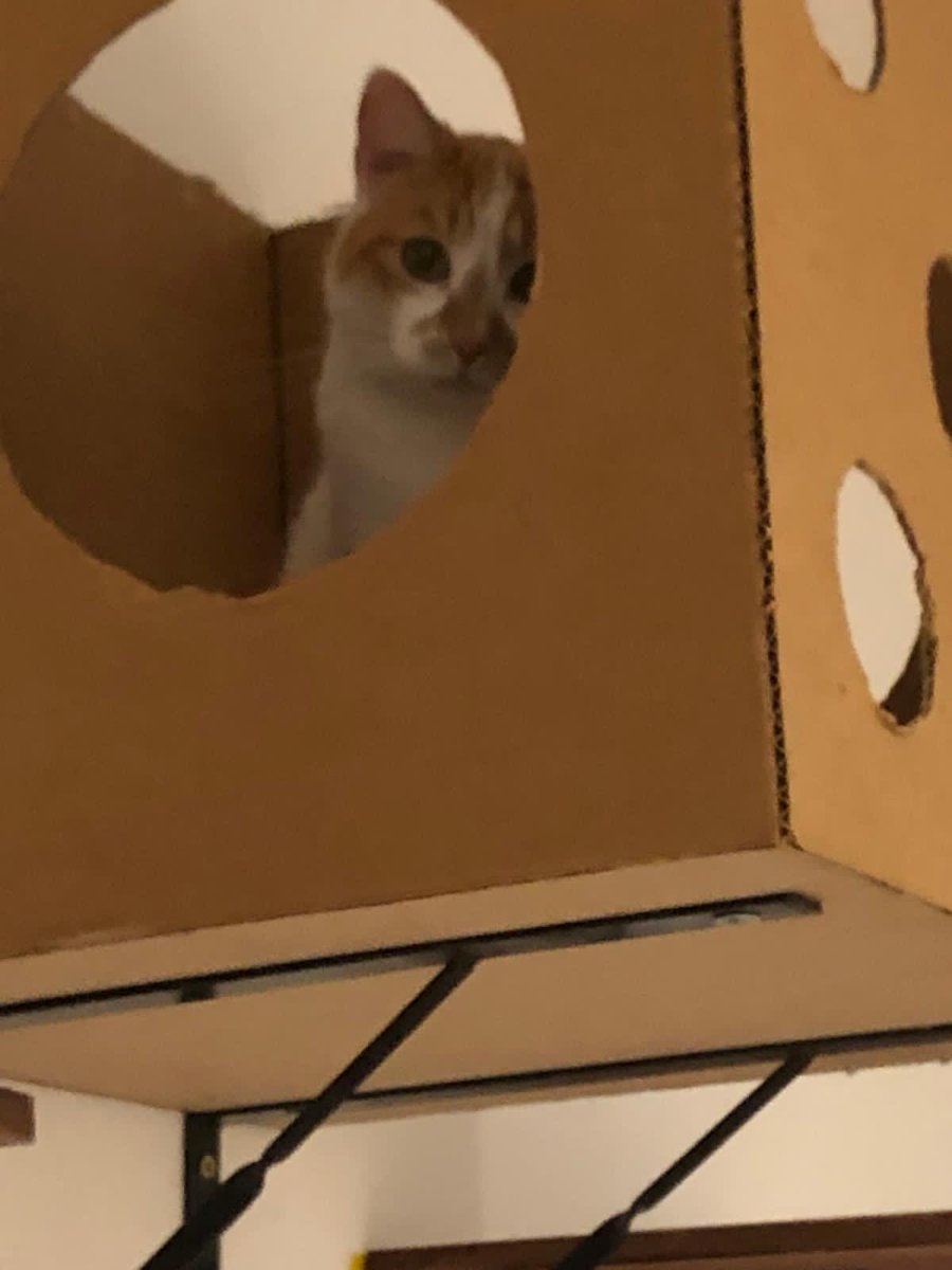 Miren la cara de tristeza de Bella :( Ella es una gatita muy amorosa y dócil que fue rescatada del parque kennedy, lamentablemente y a pesar de los esfuerzos, las gatas con las que convive no aceptan a otros gatitos, por lo que tiene que estar aislada y sola en una habitación.