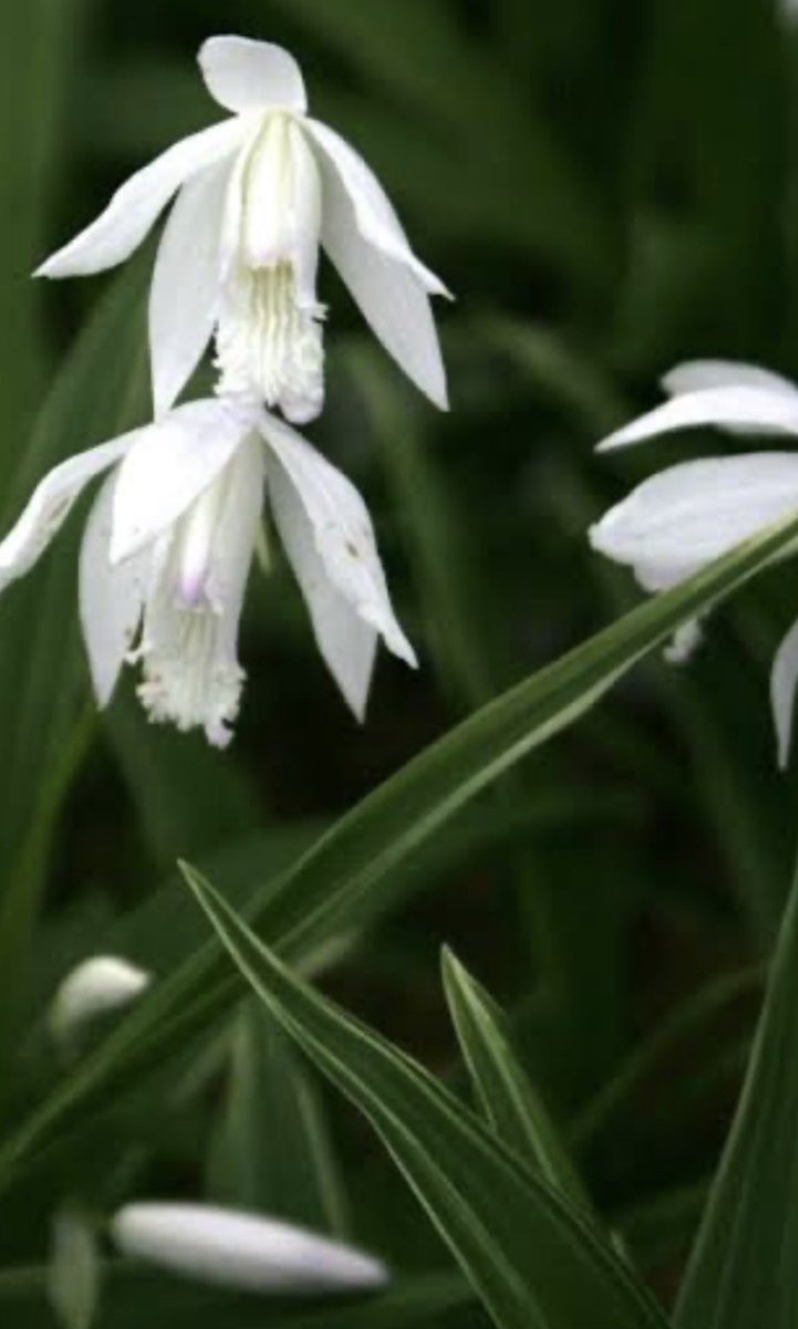 こむぎページ 🌸こむぎ🌸 on X