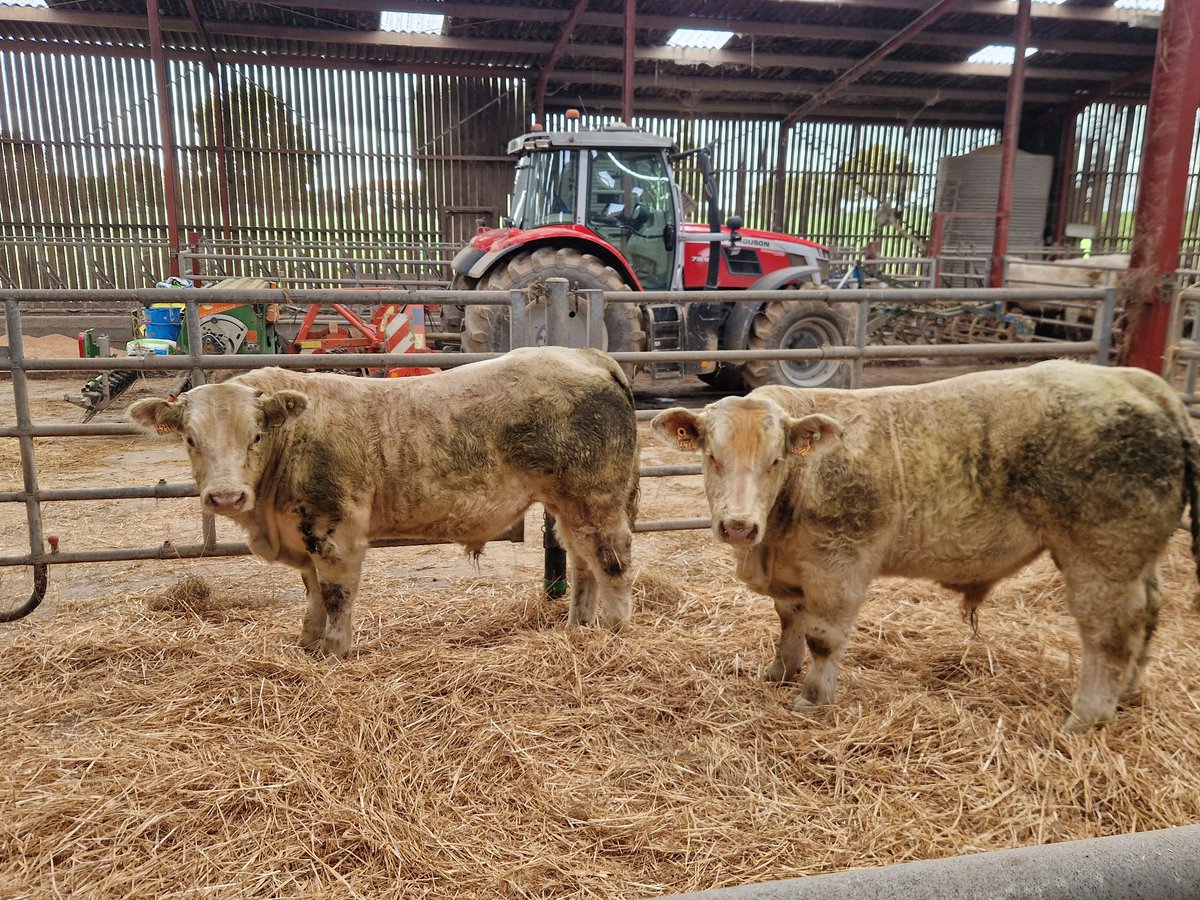 Arrivé des 2 petits nouveaux futur repro. Aventurier et Amiral vont pour l'instant regardé comment font les grands 😅. #ceuxquifontlaviande #Charolaise