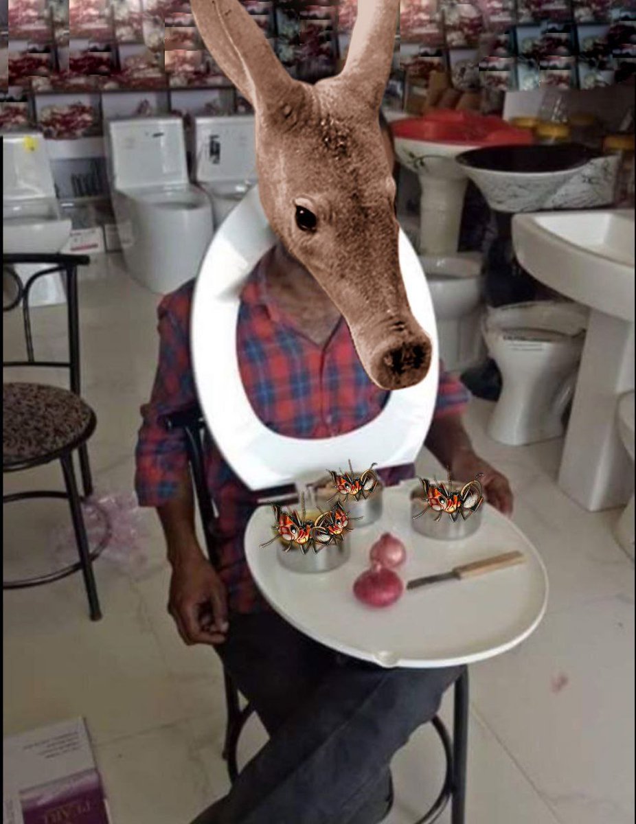 This is what 'fine dining' looks like when you're an Aardvark