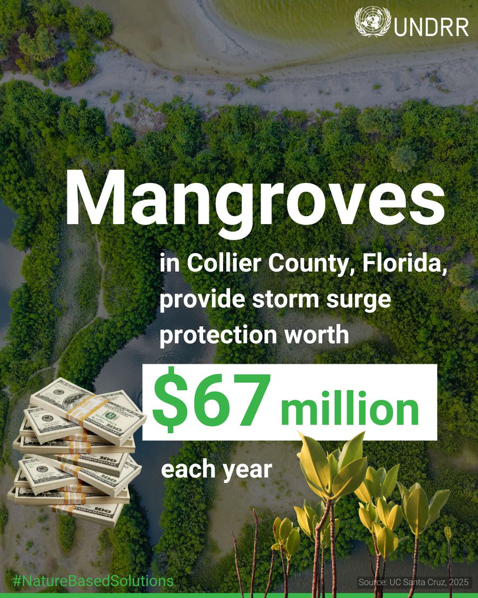 UNDRR's tweet image. 🌿 Mangroves offer natural flood barriers with billion-dollar benefits.

A study by UCSC &amp;amp; @EastCarolina found:
📊 During Irma (2017) &amp;amp; Ian (2022), mangroves cut losses by $725M &amp;amp; $4.1B.
🏡 In Collier County, they save $67M yearly.

#NatureBasedSolutions ow.ly/tNbx50Xib7R