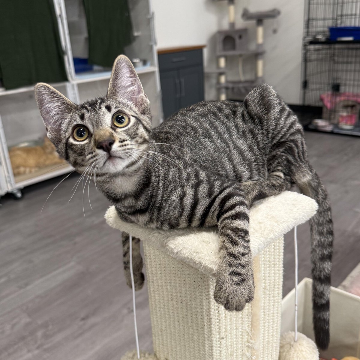 Friends of Bear Cat Rescue tweet media