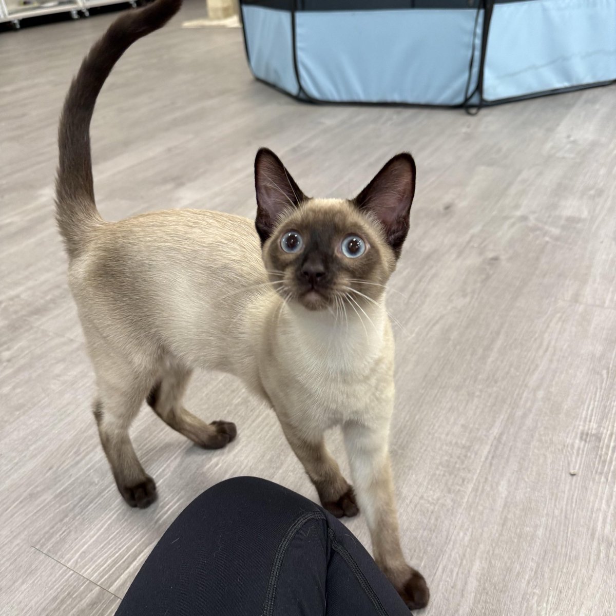 Friends of Bear Cat Rescue tweet media