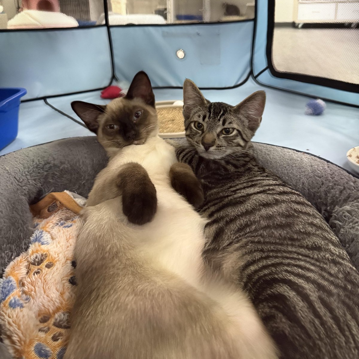 Friends of Bear Cat Rescue tweet media