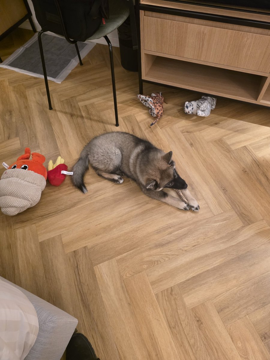 Bien arrivé à l'hôtel de la FBL 🫶

J'aurai pensé que petit bébé serait fatigué après le trajet mais non il joue 👁👄👁