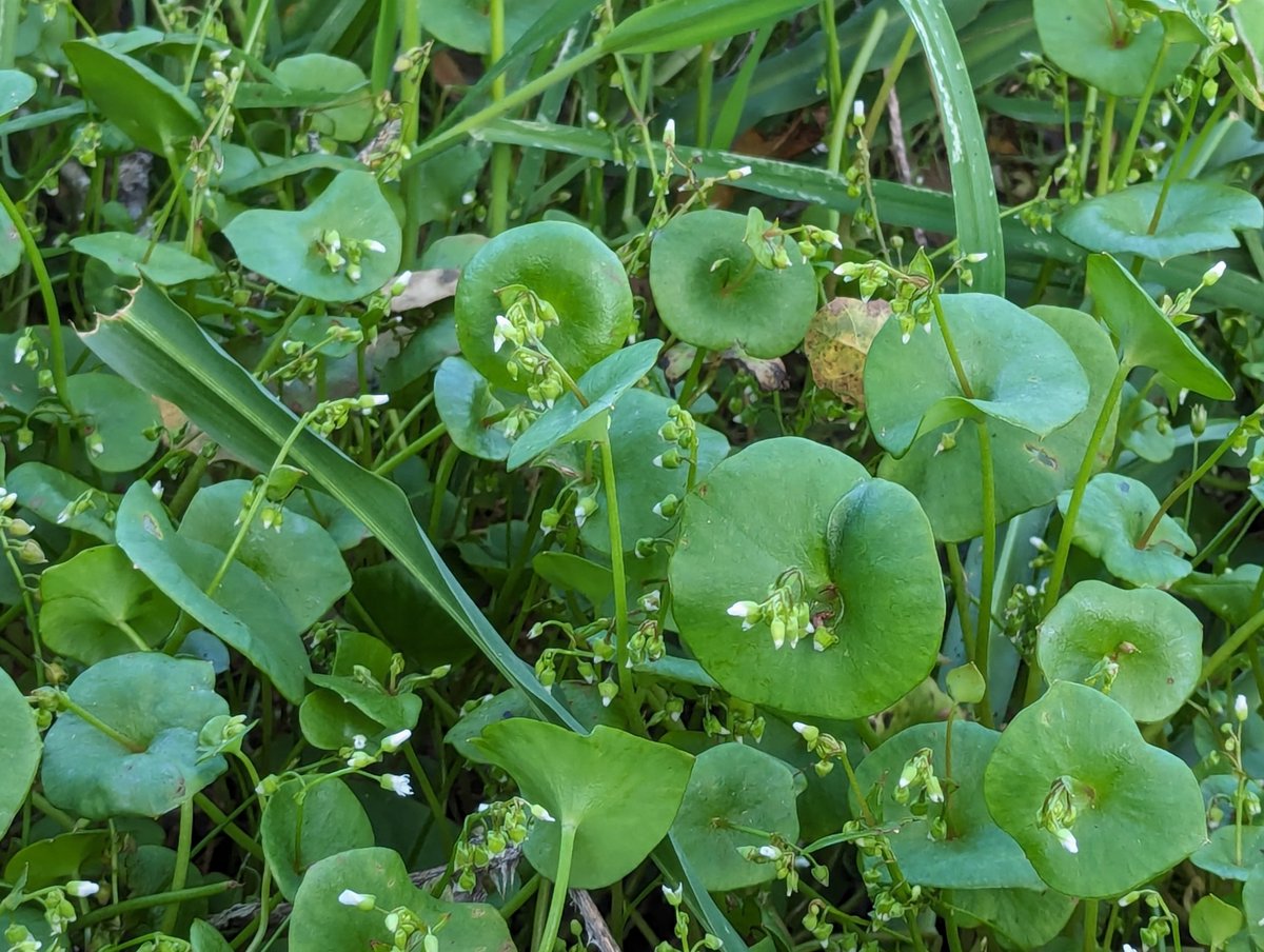Fresh greens when everything else has given up? ❄️

Meet Winter Purslane - the unsung hero that laughs at frost and keeps your salad bowl full when other crops have long surrendered.

This hardy little leaf might just revolutionize your cold-season growing: 🧵 A THREAD
