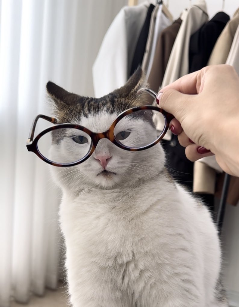 امروز میخواستم عکس گربمو توییت کنم و قربون صدقش برم 
اما الان دارم گریه میکنم چون بچم گم شده 
توروخدا اگر تو مشهدین منطقه فرامرز اسمش چارلیه 
میتونین بگیرینش بهم خبر بدین