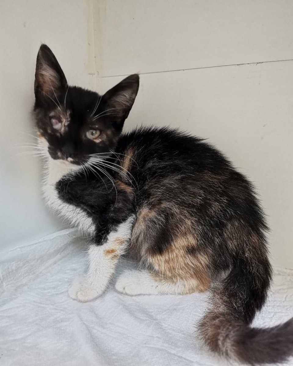 Camille
Tam göremiyor.
Tedavi ettirilirse belki gözleri kurtulur.
Ben tedavi ettirir ve yuva olurum diyen varsa
Ayrıntılı bilgi ve iletişim için 
5449557689
İstanbul
#kedi 

<a href="/Engelsizpati/">Engelsizpatilereyuva 🐾</a>