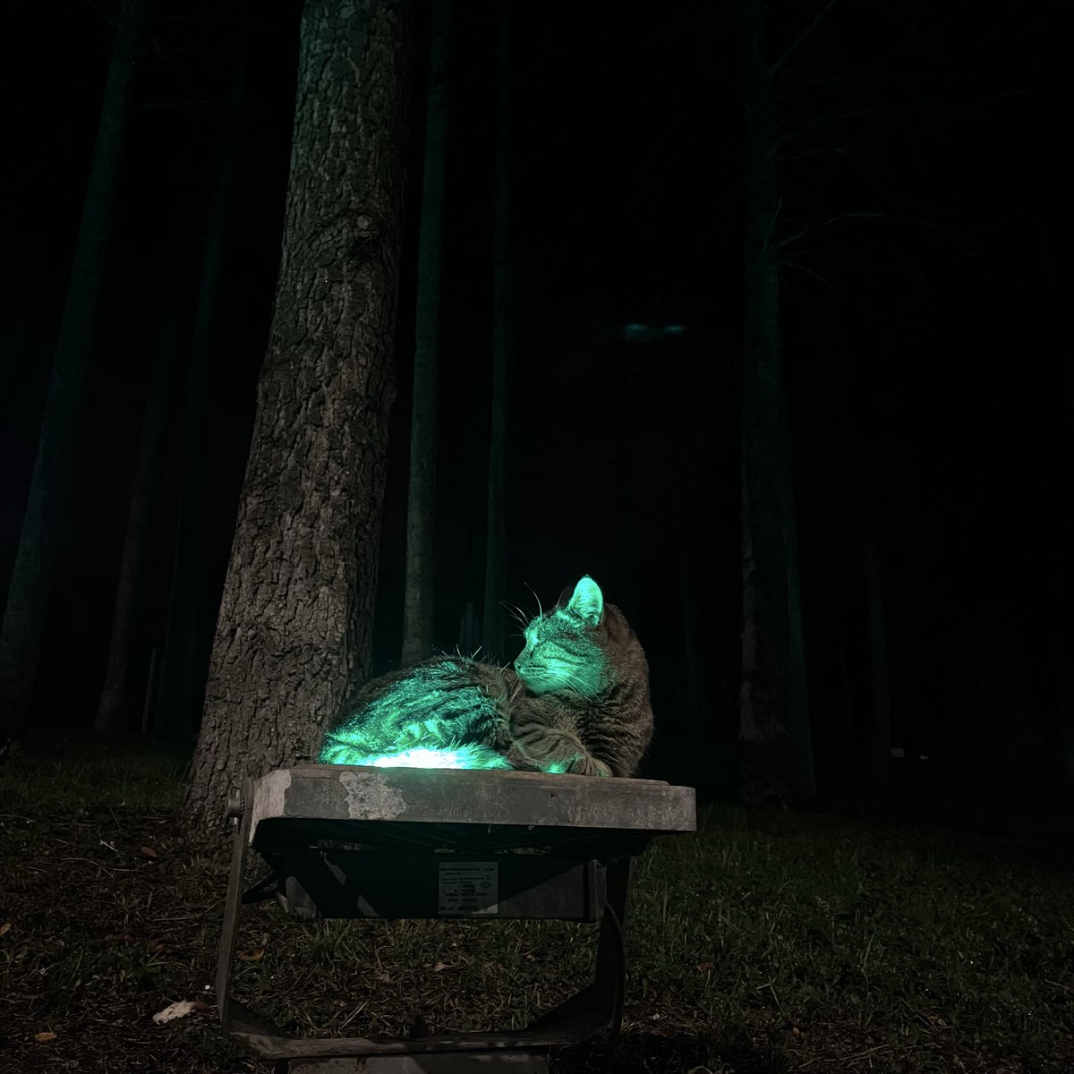 sırf bu kediye selam vermek icin gece gece anadoluya ugradım