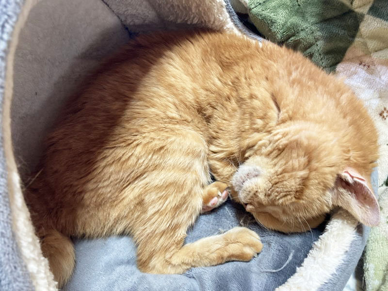 幸せの茶トラ ハッピーにゃんにゃん on X