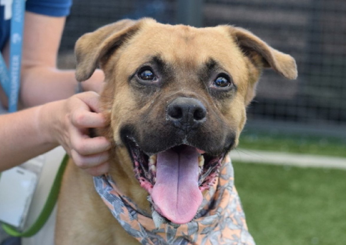 tomsland_'s tweet image. It&apos;s too late. Beautiful love bug Rocky has been needlessly and senselessly killed by NYCACC.💔😭
He deserved happiness and love in a real home. They never even tried to save him.
RIP sweet Rocky. Unlike the heartless monsters at NYCACC #AllDogsGoToHeaven🌈