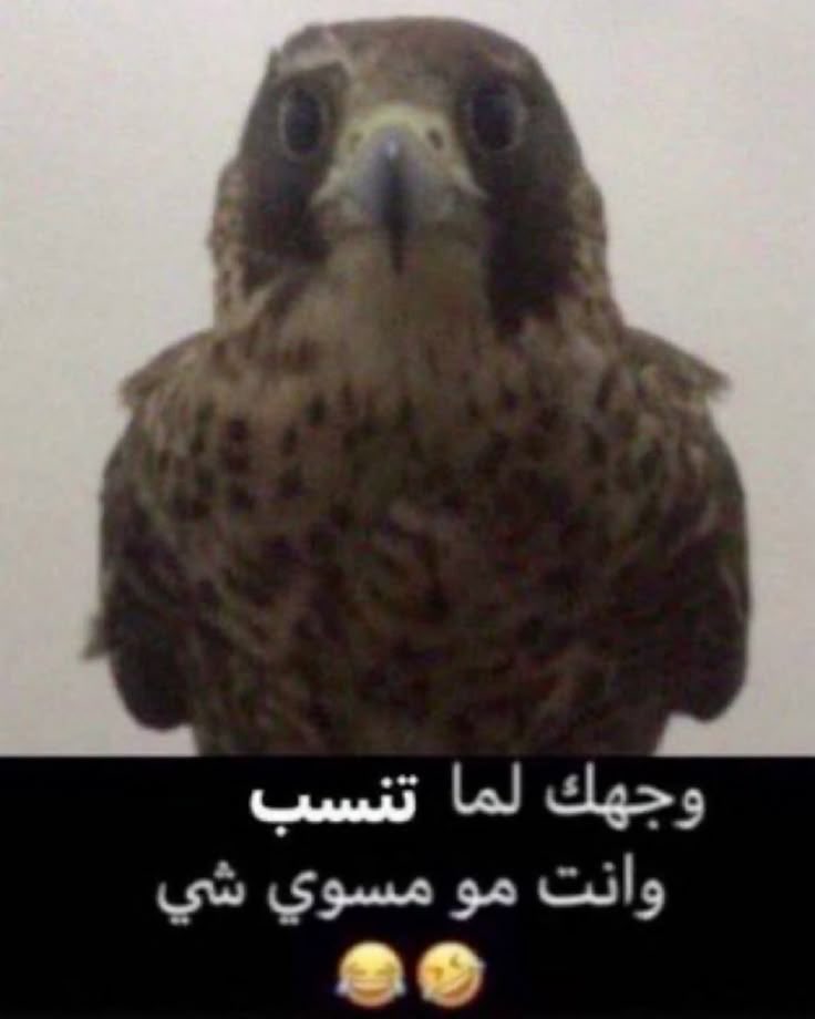 اطالب باعتذار