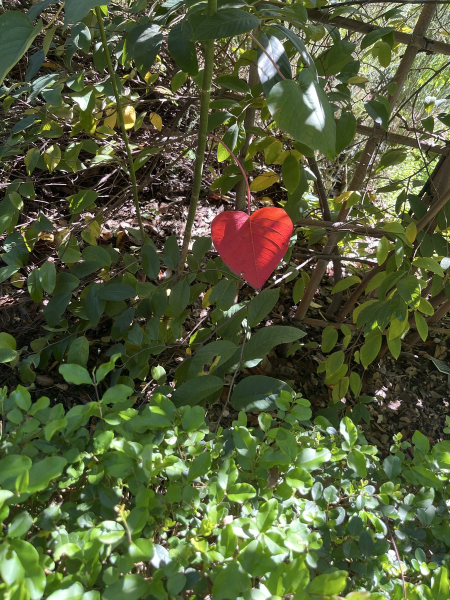 Tato⁷ 🍃⭐️ tweet media