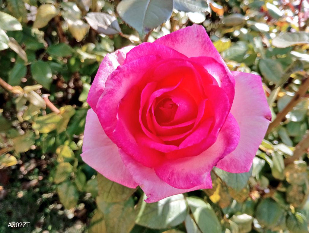 花柴コロン on X