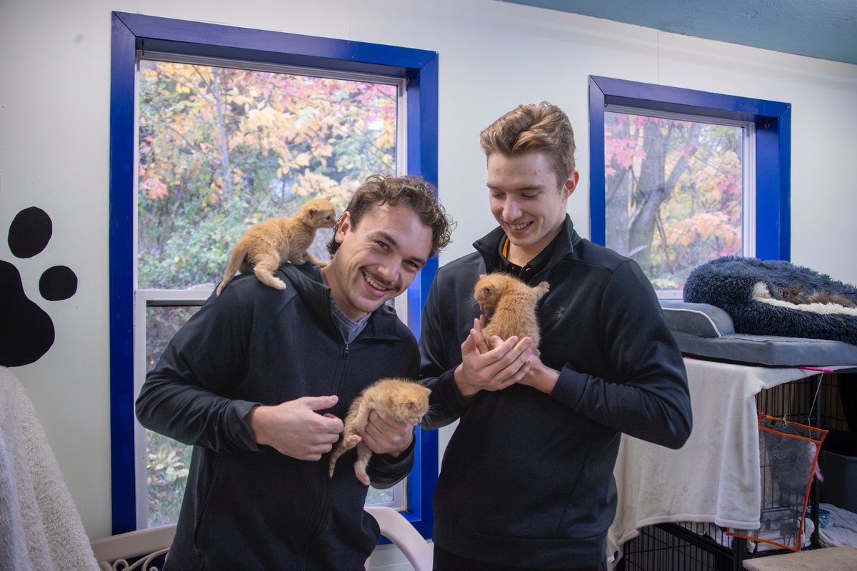 WBSPenguins's tweet image. We heard it was National Cat Day, so enjoy these pictures of Avery and Sergei with these very small kittens