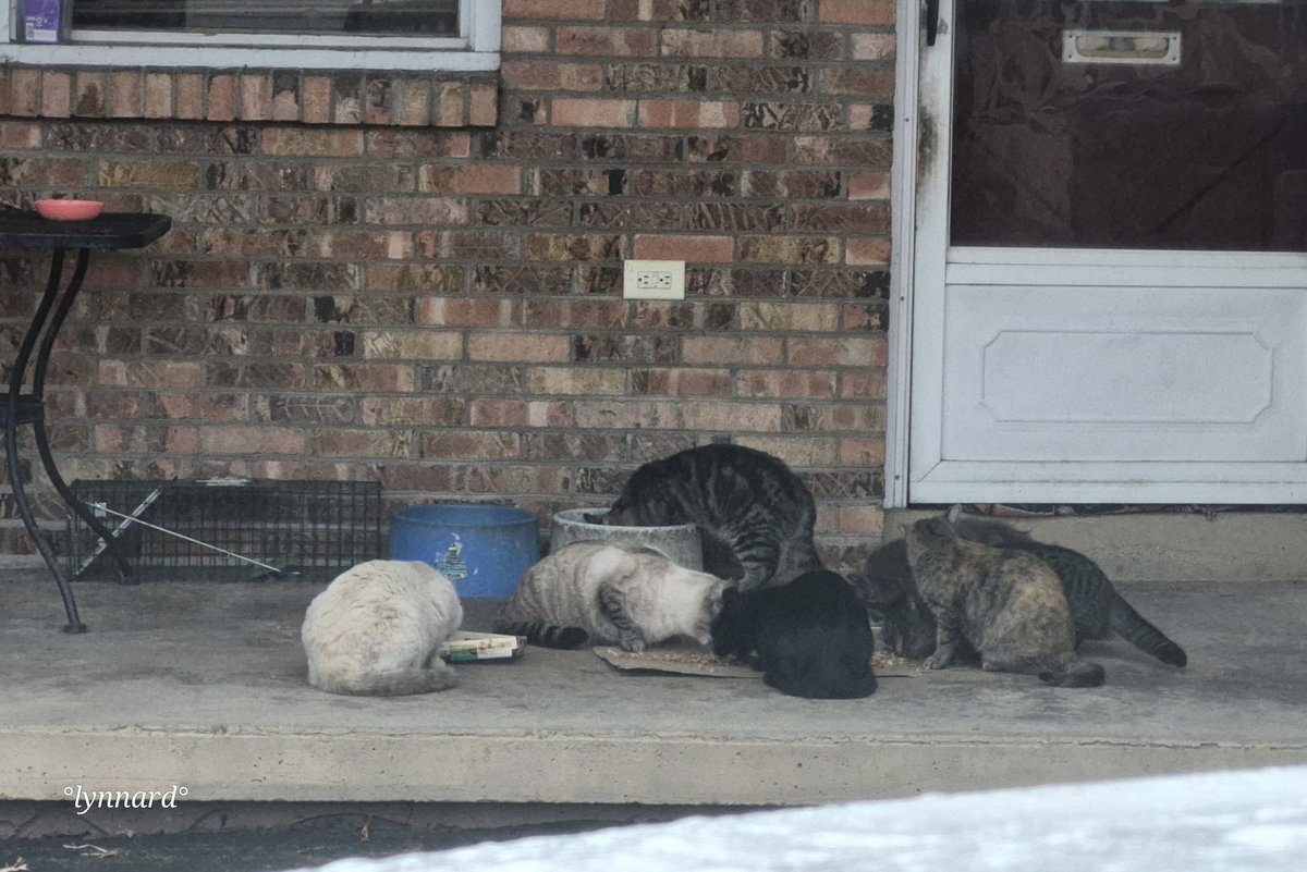 Well, <a href="/lynnslagle42/">🐾💗Angel Edgar Allan Poe's Family💗🐾</a> ‘s Twitter difficulties continue alas. 😭 BUT she did send me a photo of the feral colony for all to enjoy! 
They could still really use help with food for the winter - tweet below if you can share or help! 💖 💕