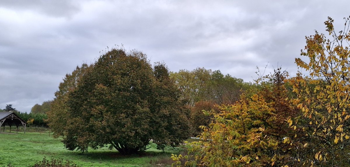 <a href="/Splatscircusan1/">Mike Redwood 🎃🇺🇦 📚🕊🍂</a> Good afternoon and happy thicktrunktuesday to you too, Mike 🌳🍃🍁🫖🍵