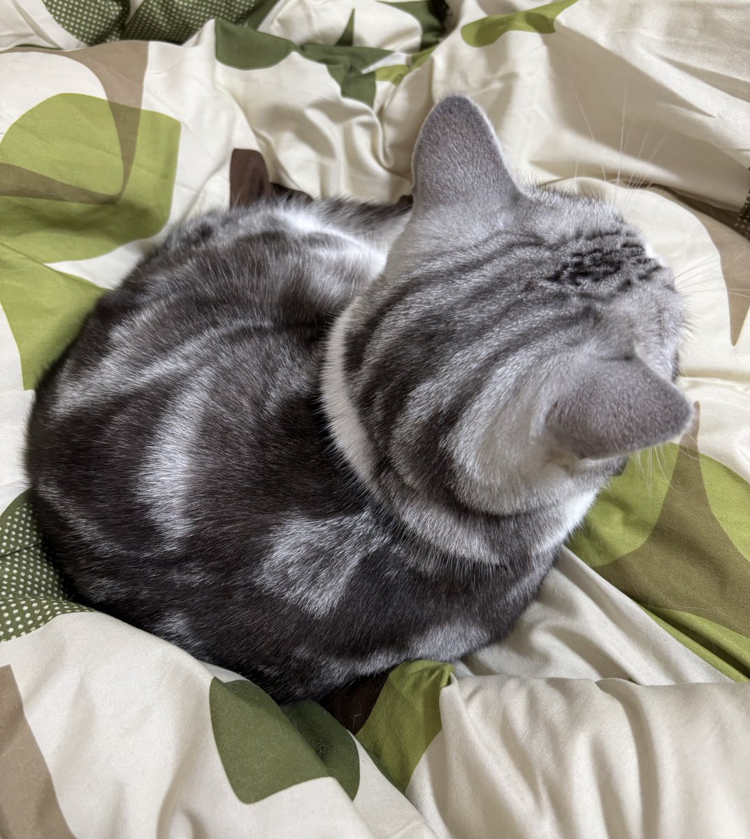 shisk ページ 即日出荷 ZETT 野球用 スパイク 埋め込み金具 3Eワイド 高校野球