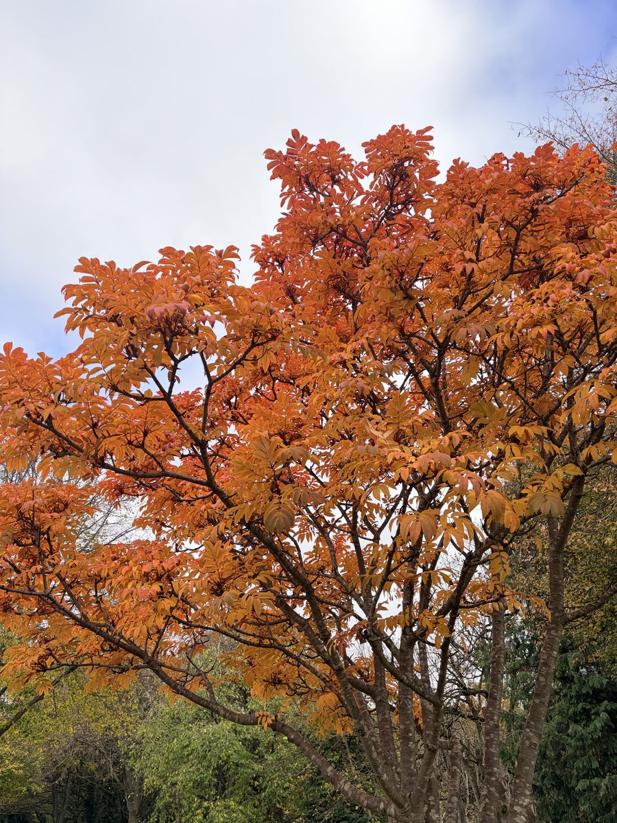 A lunchtime walk inspired this thought…

rajbilkhu.wordpress.com/2025/10/28/cha…