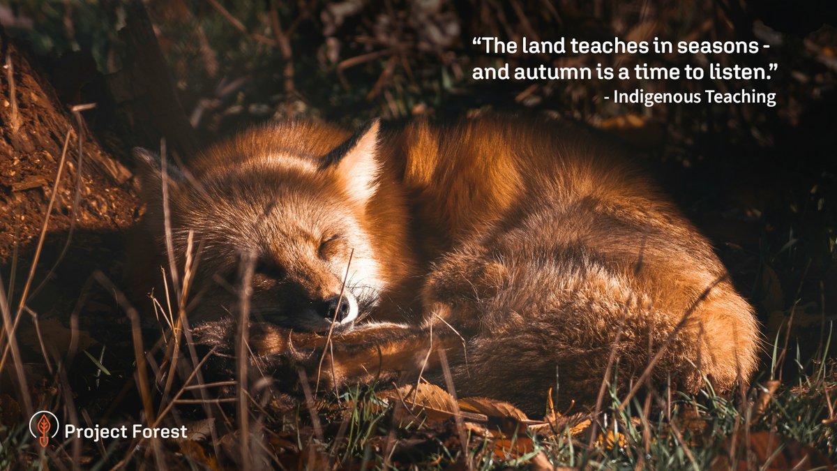 ProjectForest_'s tweet image. As the forest slows its pace, we’re reminded that rest, renewal, and balance are part of growth.

Restoration isn’t only planting trees - it’s reconnecting with the cycles that sustain us.

Continue the journey → projectforest.ca 

#RespectTheLand #ProjectForest