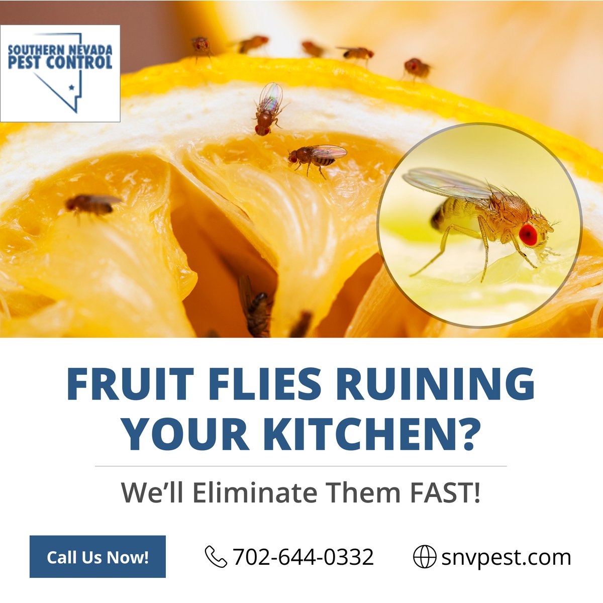 SNVPest's tweet image. ⚠️ Fruit flies taking over your kitchen?
We&apos;ll get rid of them FAST and keep them away! 🍎🦟

Don’t Delay, Contact Now!
📞 Call: 702-644-0332
🌐 Visit: snvpest.com

#FruitFlyExtermination #PestControlExperts