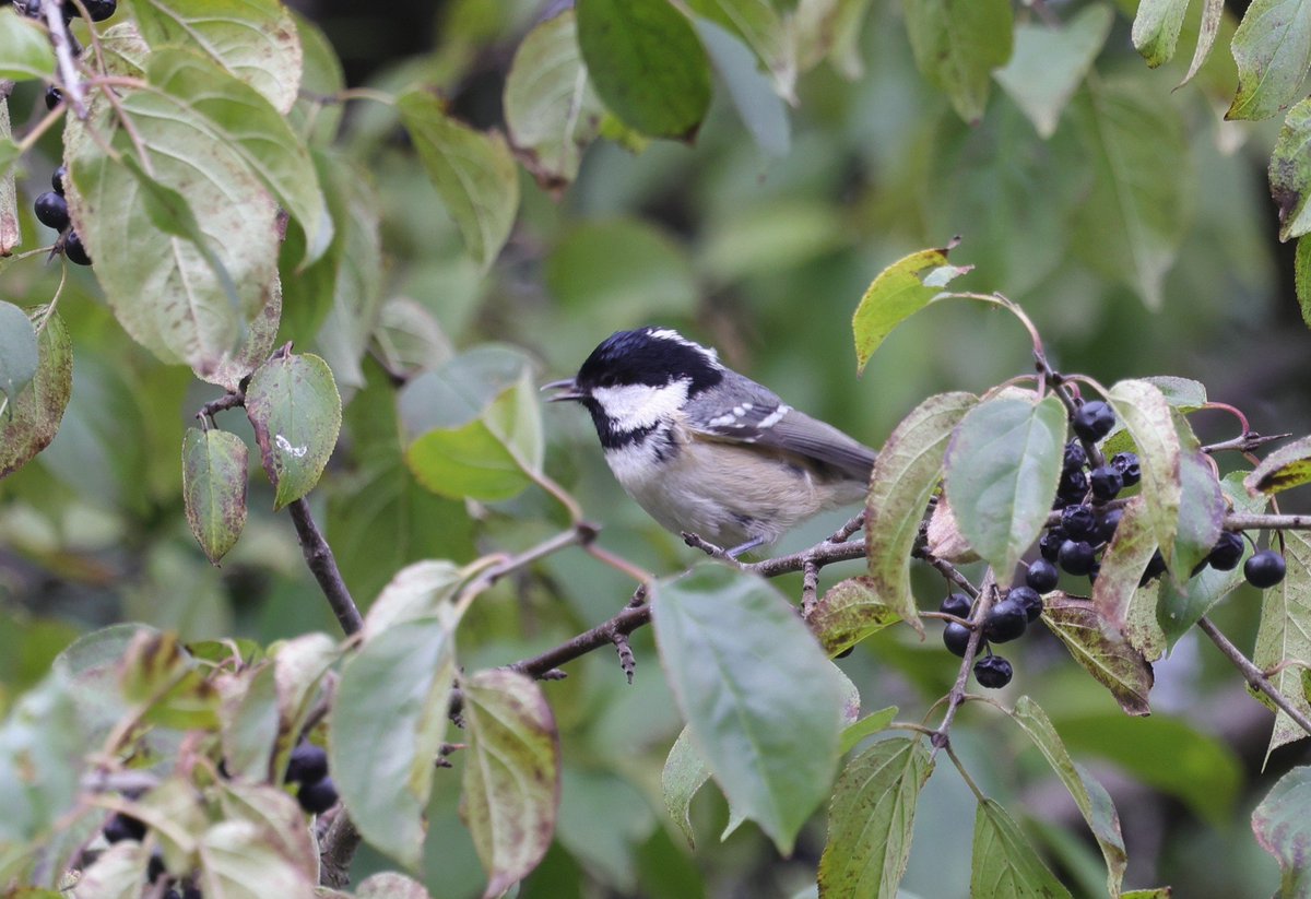 Marsh Tit and Coal Tit seen <a href="/RSPBMinsmere/">RSPB Minsmere 🌍</a> today. <a href="/BTO_Suffolk/">BTO Suffolk</a> <a href="/suffolkwildlife/">SuffolkWildlifeTrust</a>