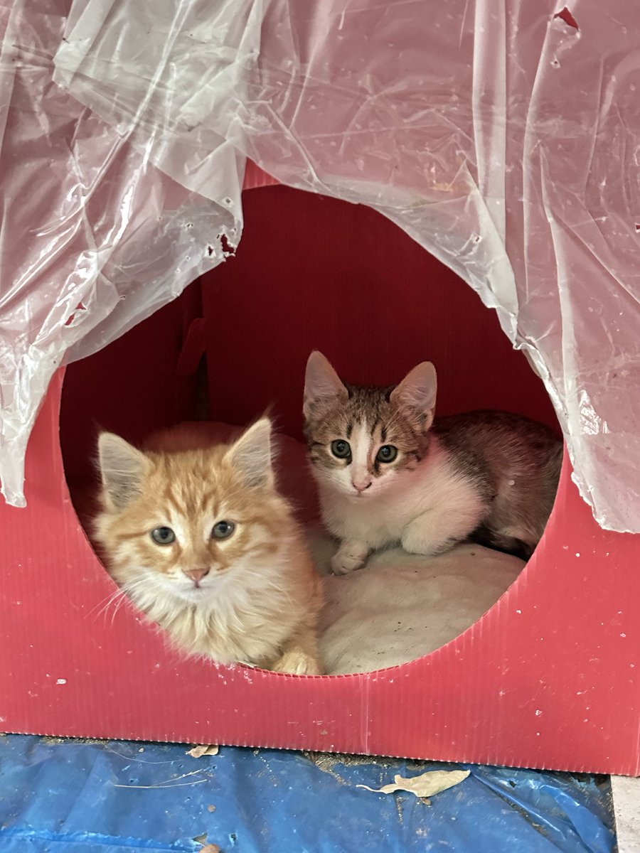 Kardeşleri yuvasına gidiyor ama onu hala soran yok 😔 Tek başına sokakta kalmasın hadi ona da yuva bulalım bir an önce dünya tatlısı bir çocuk çok eğlenceli ve uysal dişi 2.5 aylık kardeşleri yuvalandı onu sokakta bırakmayalım 😢