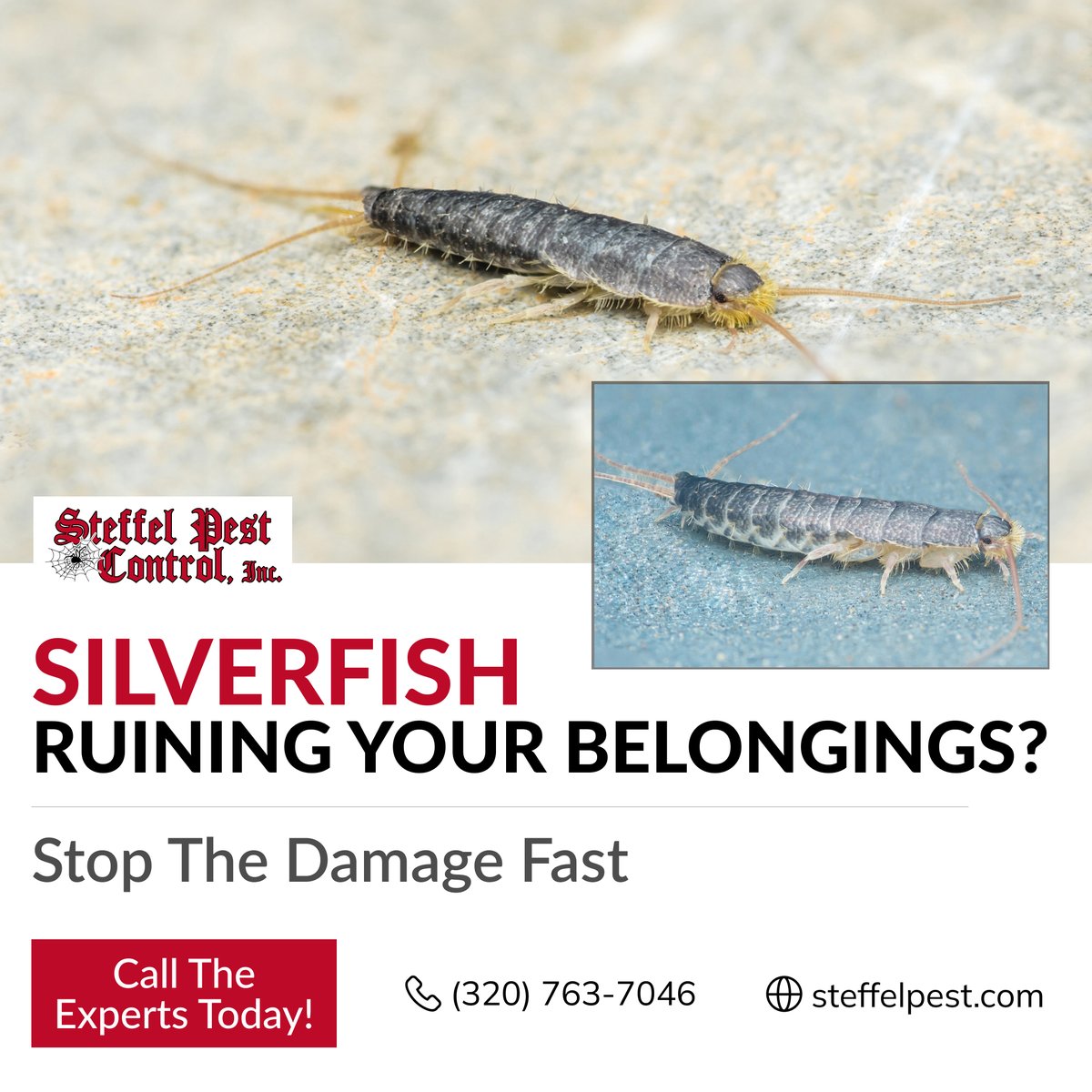 SteffelPestCon's tweet image. Silverfish Invading Your Space? 
They thrive in damp areas, damaging books, clothing, and wallpaper.

Our expert team eliminates silverfish at the source, preventing future infestations.

Act NOW!
📞 (320) 763-7046 | 🌐 steffelpest.com
#SilverfishControl #PestRemoval