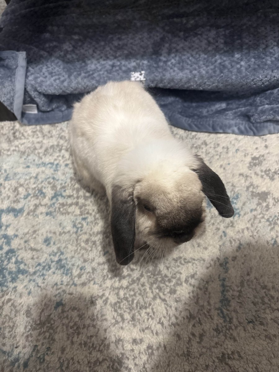 confirmed with a specialist yesterday that my bunny, luca, will need to have his eye surgically removed :(