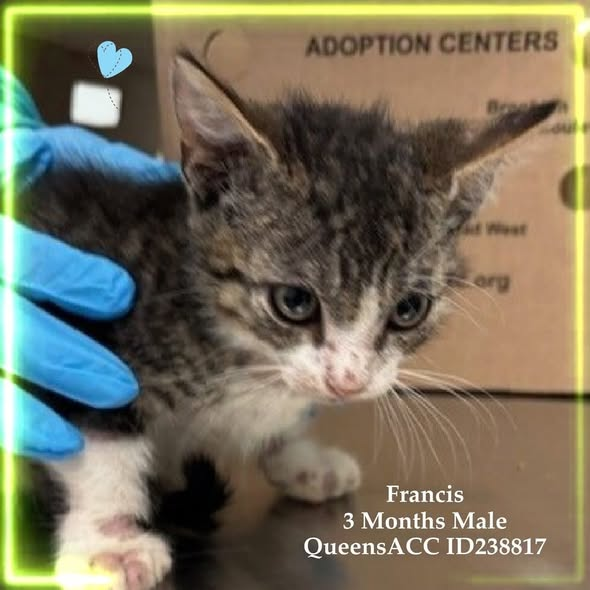 JLthekid9999's tweet photo. 🆘🆘 8 RINGWORM KITTENS – GROUP 1 - SEAMOUR & FRANCIS ARE CURRENTY IN QUEENS ACC.   🆘🆘 😿 😿 😿 😿

➡️TBD 10/30/25

➡️ JUST KITTENS

➡️ MEDICAL PRIORITY – NEEDS MORE CARE AND ATTENTION THAN THE SHELTER CAN PROVIDE.

➡️ TOO LOW ON PLEDGES TO STIMULATE RESCUE INTEREST

➡️🆘🆘 6th Chance on Emergency Placement List – VERY RARE – SHELTER AT CAPACITY - COULD BE LAST CALL FOR THESE LITTLE ONES - VERY HIGH EU/SILENT KILL RISK– 🆘🆘 😱🔥🔥😱

➡️ THESE KITTIES ARE ON THE EPL FOR MEDICAL REASONS - These kittens need placement outside of the shelter for appropriate treatment and follow up. This evaluation/diagnosis means that these will be given very little time for rescue/foster/adoption. 🔥🔥🔥🔥

NEEDS OUT OF SHELTER ASAP –

Please RT or pledge, if you can, to save these little ones.

@AdamsPaulGrimke

💔😿🙏Thank you