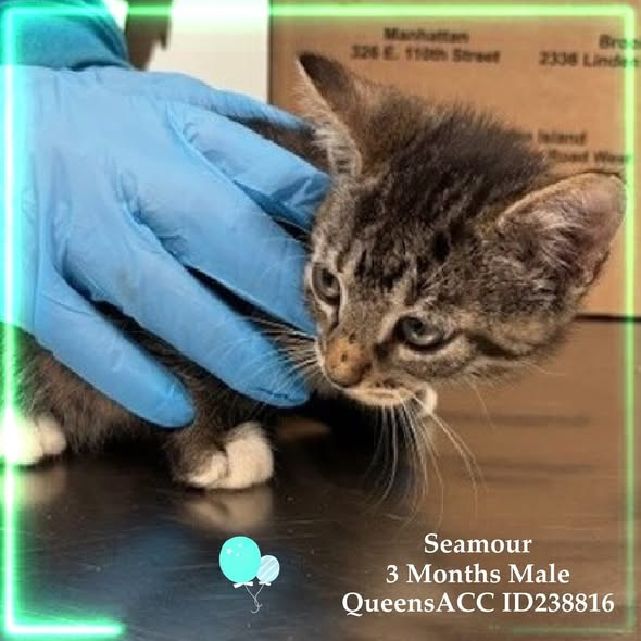 JLthekid9999's tweet photo. 🆘🆘 8 RINGWORM KITTENS – GROUP 1 - SEAMOUR & FRANCIS ARE CURRENTY IN QUEENS ACC.   🆘🆘 😿 😿 😿 😿

➡️TBD 10/30/25

➡️ JUST KITTENS

➡️ MEDICAL PRIORITY – NEEDS MORE CARE AND ATTENTION THAN THE SHELTER CAN PROVIDE.

➡️ TOO LOW ON PLEDGES TO STIMULATE RESCUE INTEREST

➡️🆘🆘 6th Chance on Emergency Placement List – VERY RARE – SHELTER AT CAPACITY - COULD BE LAST CALL FOR THESE LITTLE ONES - VERY HIGH EU/SILENT KILL RISK– 🆘🆘 😱🔥🔥😱

➡️ THESE KITTIES ARE ON THE EPL FOR MEDICAL REASONS - These kittens need placement outside of the shelter for appropriate treatment and follow up. This evaluation/diagnosis means that these will be given very little time for rescue/foster/adoption. 🔥🔥🔥🔥

NEEDS OUT OF SHELTER ASAP –

Please RT or pledge, if you can, to save these little ones.

@AdamsPaulGrimke

💔😿🙏Thank you