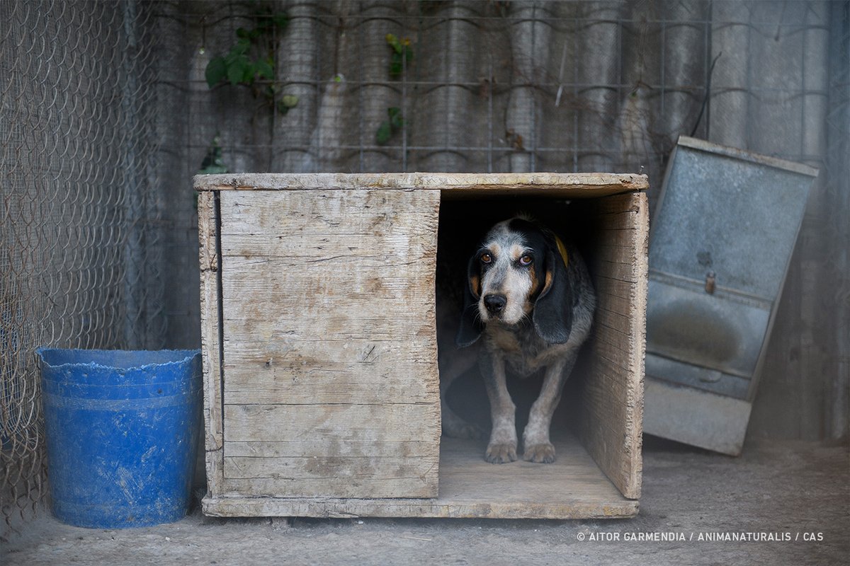 CAS_Int's tweet image. In Spanje dreigen jachthonden nog verder te worden uitgesloten van wettelijke bescherming.

cas-international.org/nieuws/bescher…