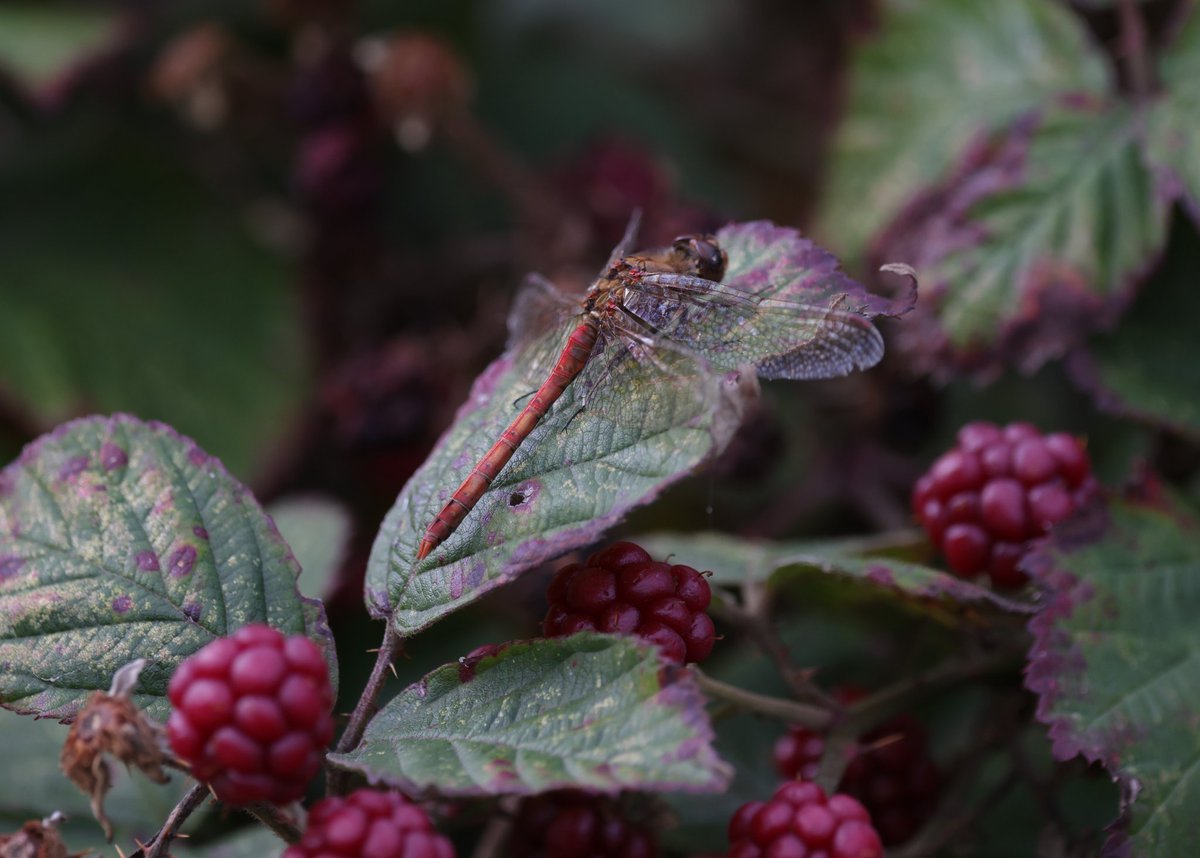 Common Darter looking all Autumnal. <a href="/RSPBMinsmere/">RSPB Minsmere 🌍</a>