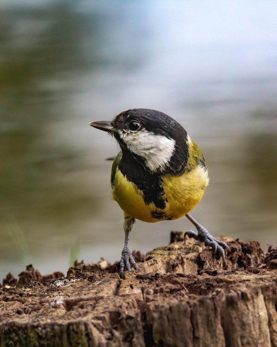 BritishBirds.com tweet media