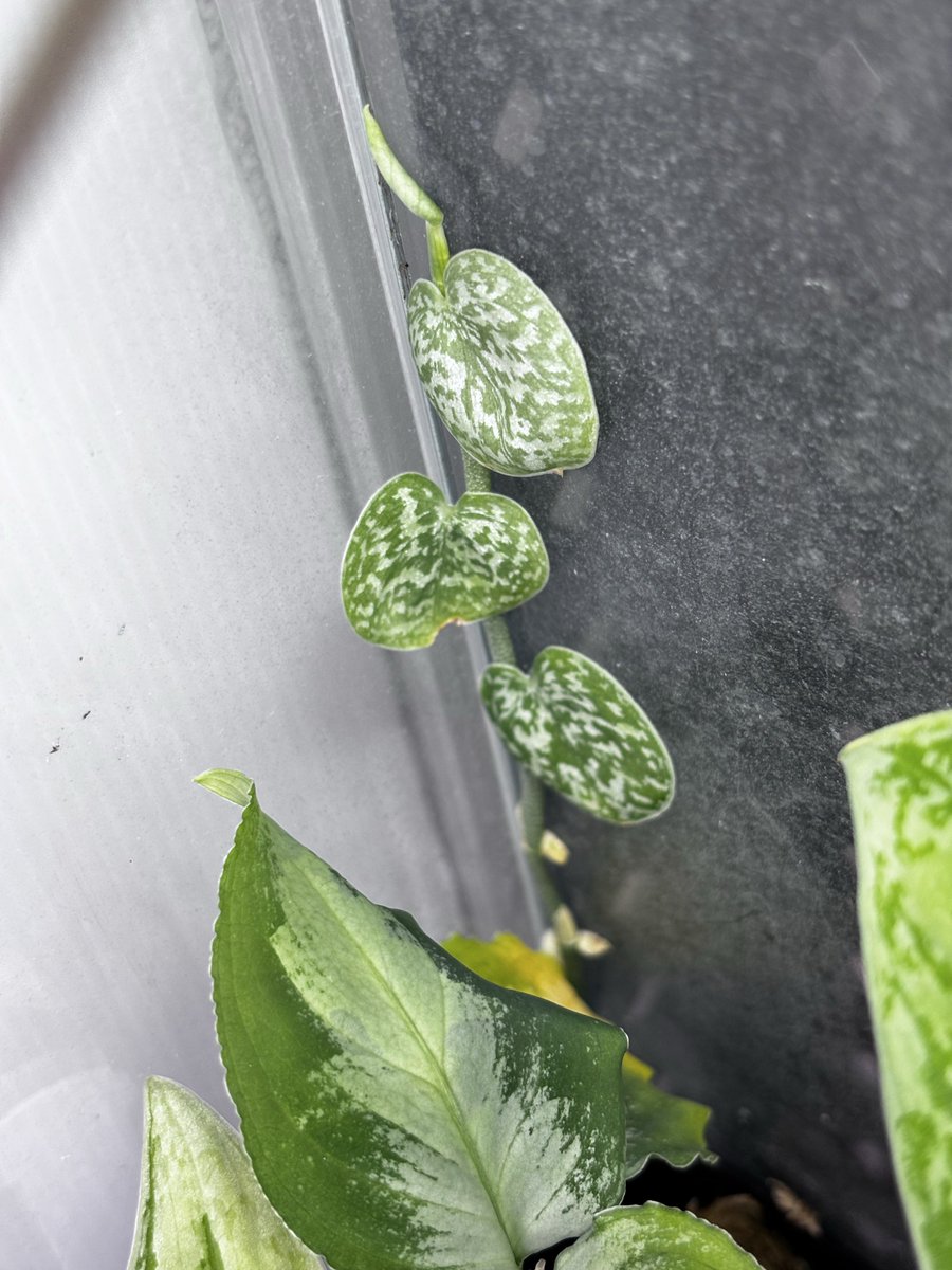 【さらにお値下げしました】ベゴニア百科 ベゴニア・F1ビッグデラックス レッドブロンズリーフ| 種・苗