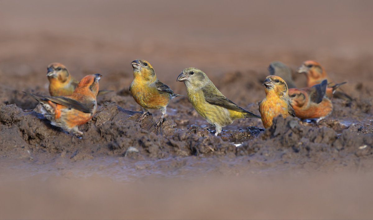 miles_cluff's tweet image. Feels like you spend so much of the year looking for scarcer species, that you almost forget to make the most of some of our resident birds. Crossbills galore in the forest country of Nottinghamshire yesterday, love winter birding here.