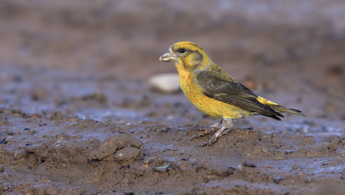 miles_cluff's tweet image. Feels like you spend so much of the year looking for scarcer species, that you almost forget to make the most of some of our resident birds. Crossbills galore in the forest country of Nottinghamshire yesterday, love winter birding here.