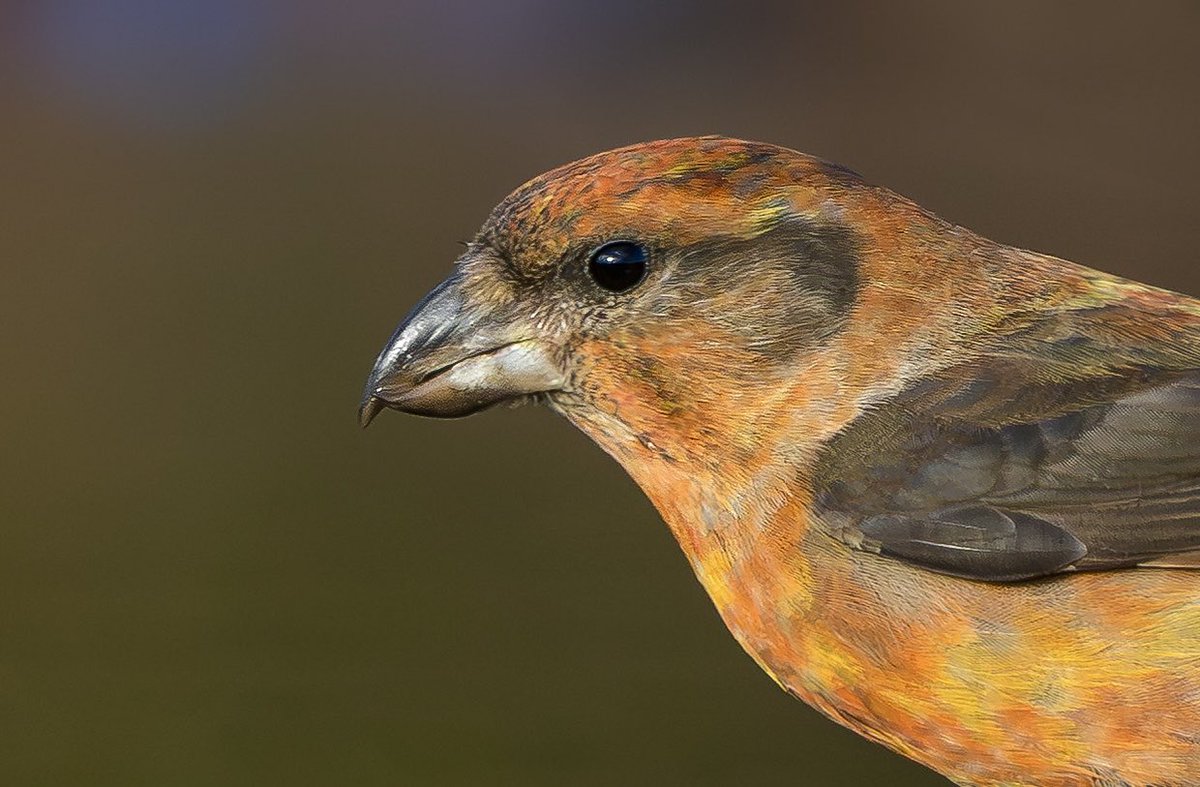 Feels like you spend so much of the year looking for scarcer species, that you almost forget to make the most of some of our resident birds. Crossbills galore in the forest country of Nottinghamshire yesterday, love winter birding here.