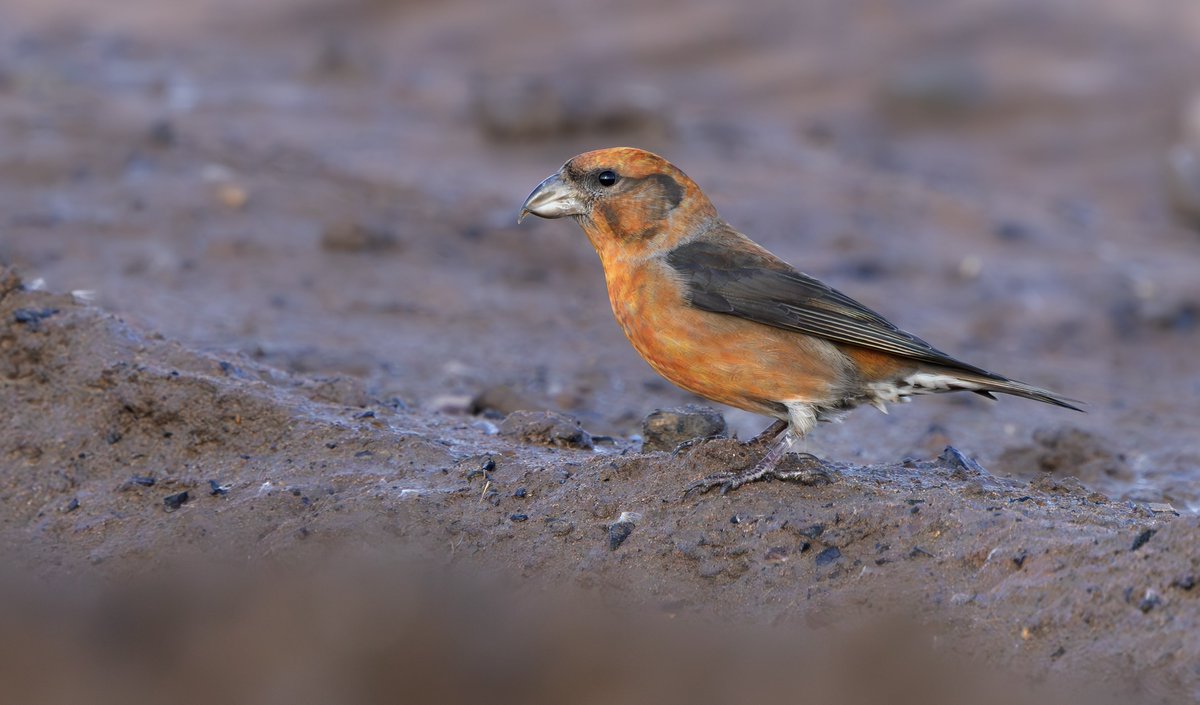 miles_cluff's tweet image. Feels like you spend so much of the year looking for scarcer species, that you almost forget to make the most of some of our resident birds. Crossbills galore in the forest country of Nottinghamshire yesterday, love winter birding here.