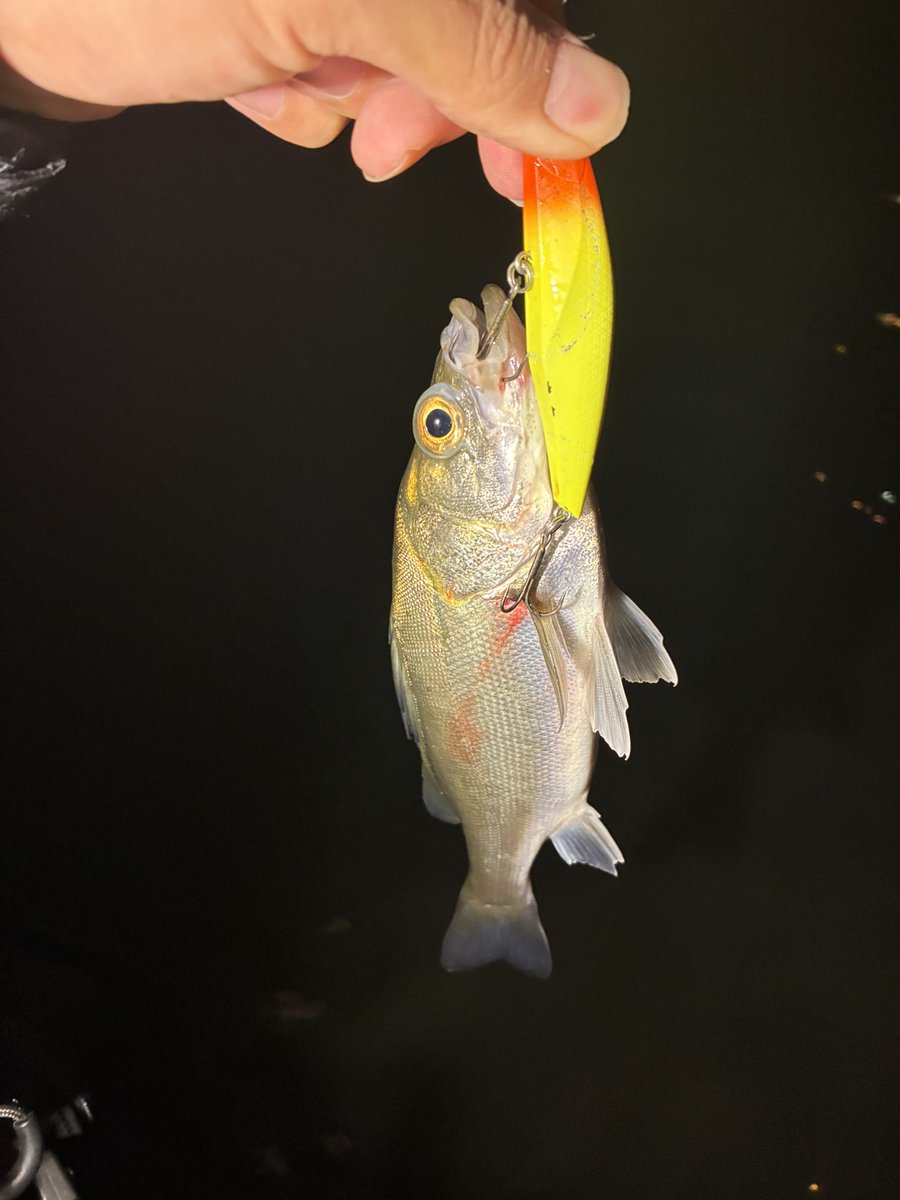 6ヒット4キャッチ🫴

北風爆風横風向かい風寒い🥶
急にベイト見失った…？

明日にはなんとかなるか

#IMAKATSU
#ニードルシャッド4