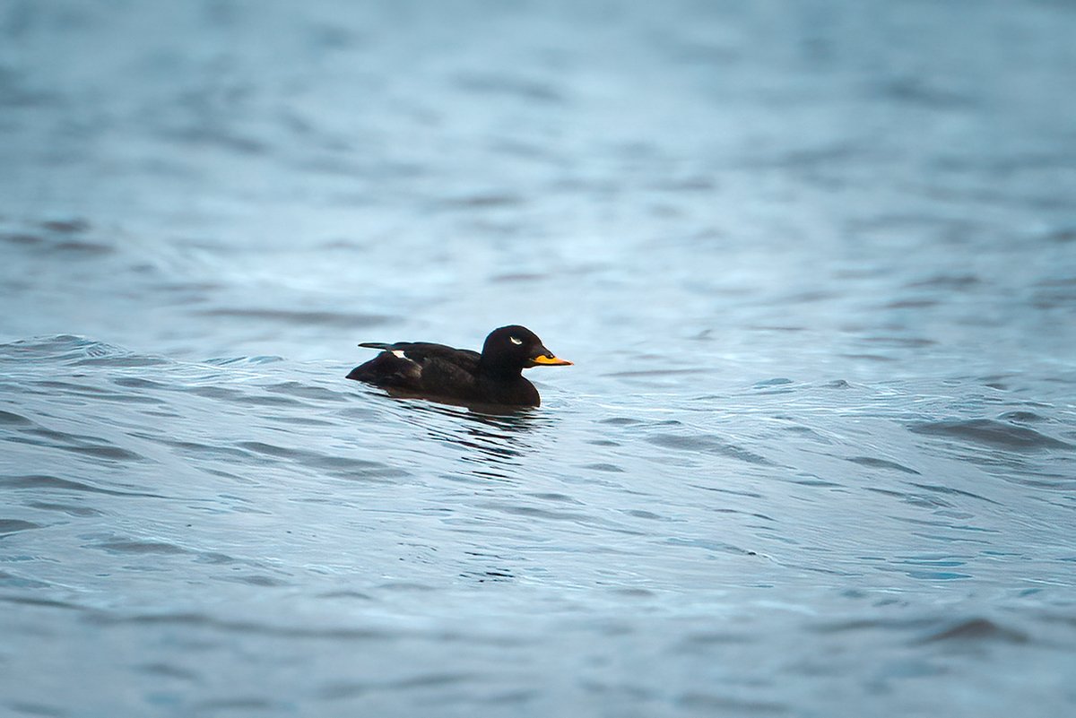 edzhuss's tweet photo. Kolkas putni (28.10.2025)
1. Lielā zīlīte #Parusmajor
2. Garastīte #Aegithaloscaudatus
3. Tumšā pīle #Melanittafusca
4. Melngalvas zoss #Brantabernicla https://t.co/MW6yeDxYUH