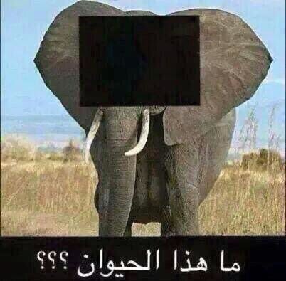 مُ (@muaithah) on Twitter photo 