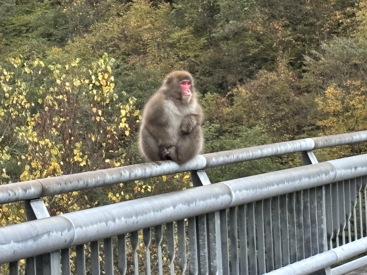 Akkey22m's tweet photo. 早朝から北アルプス大橋へ
明るくなる前に到着、気温4℃寒い、

周りでガザガザ、人の声？
明るくなるにつれ、お猿🐒さんが
ぞろぞろ、沢山いました。
危険かなと思うも、おとなしそう

一緒に橋からの景色を観ようと
したのですが💦
遠慮されてしまいましたー https://t.co/p5ftNBY6vz