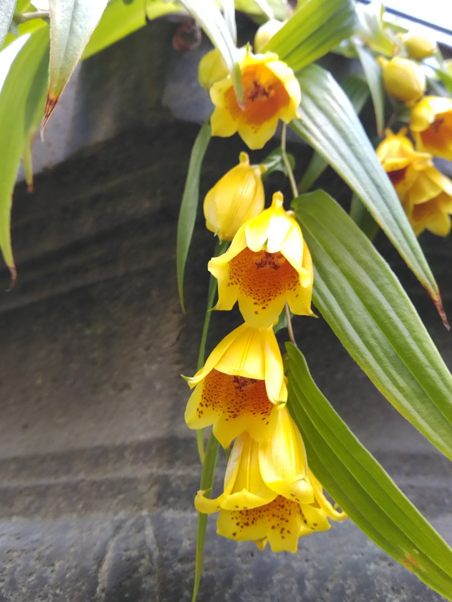 ✿「風 Ⅴ」✿ on X